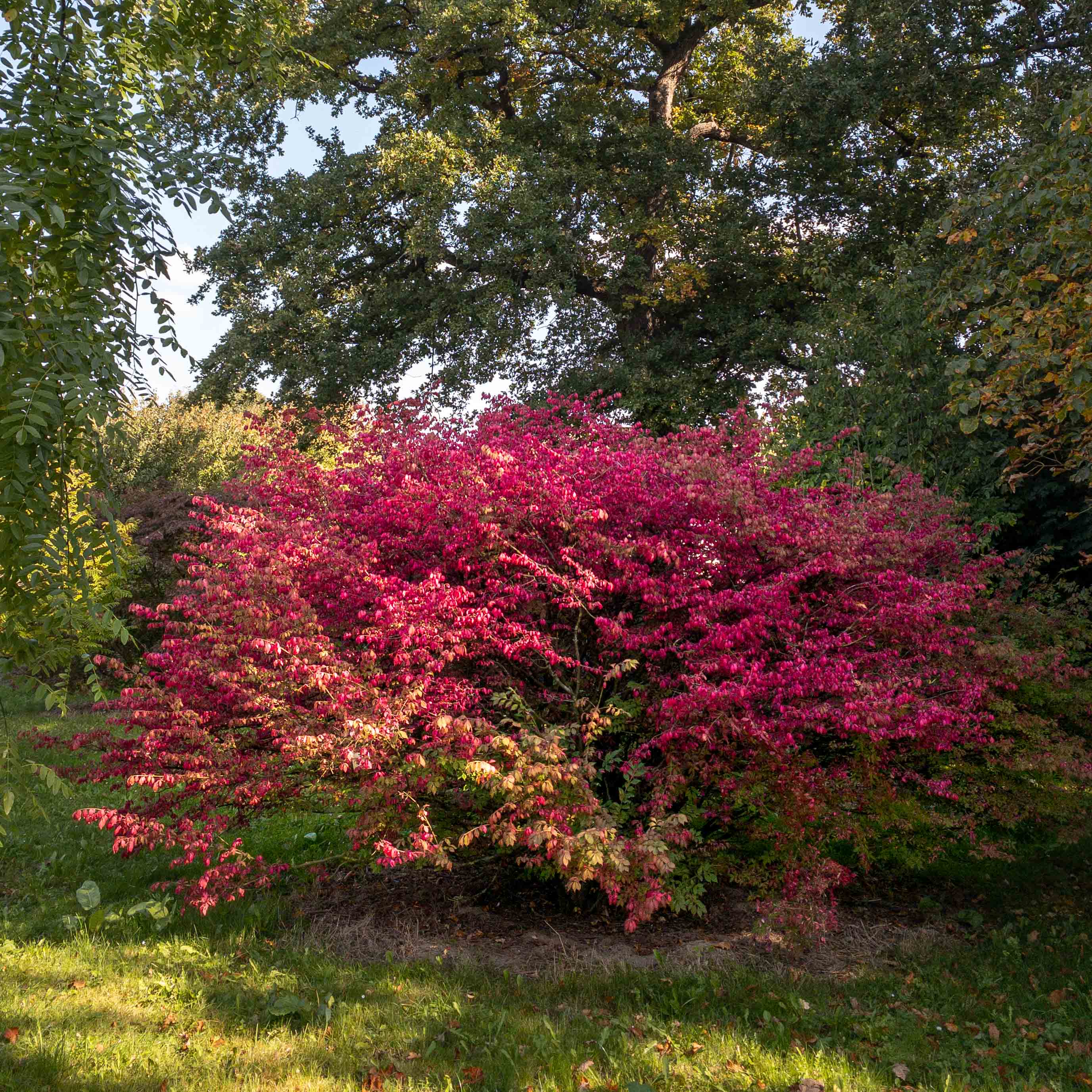 Leuchtend pink-roter Strauch vor grünen Bäumen.