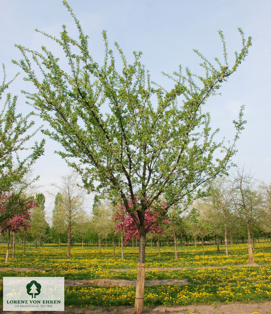 Prunus domestica 'Mirabelle von Nancy'