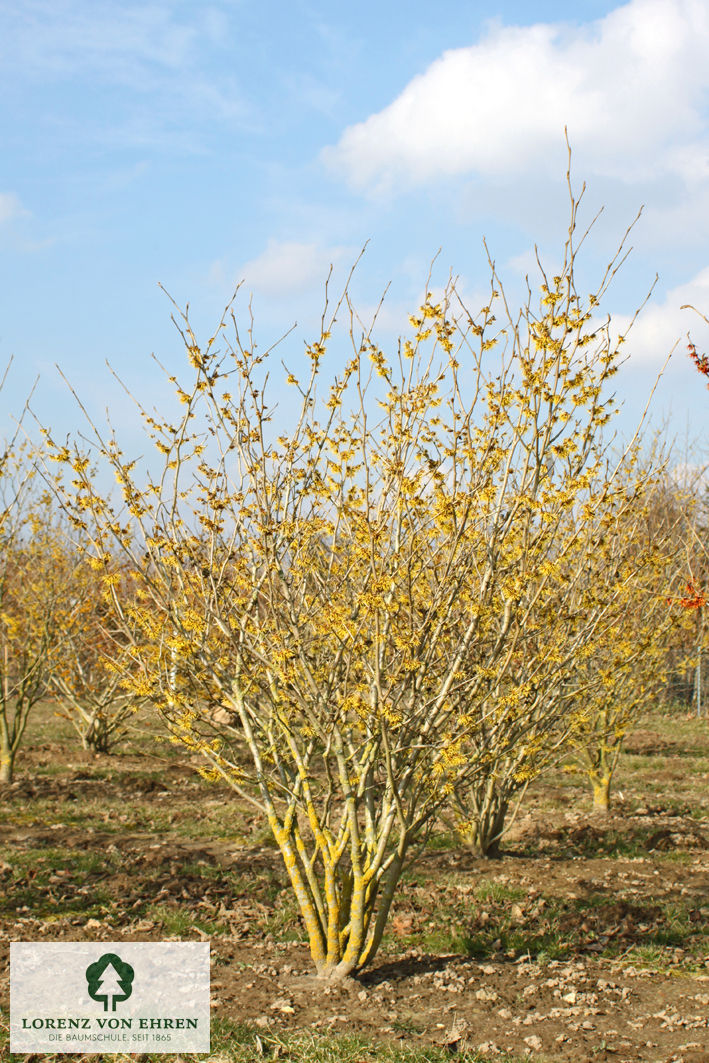 Hamamelis intermedia 'Westerstede'