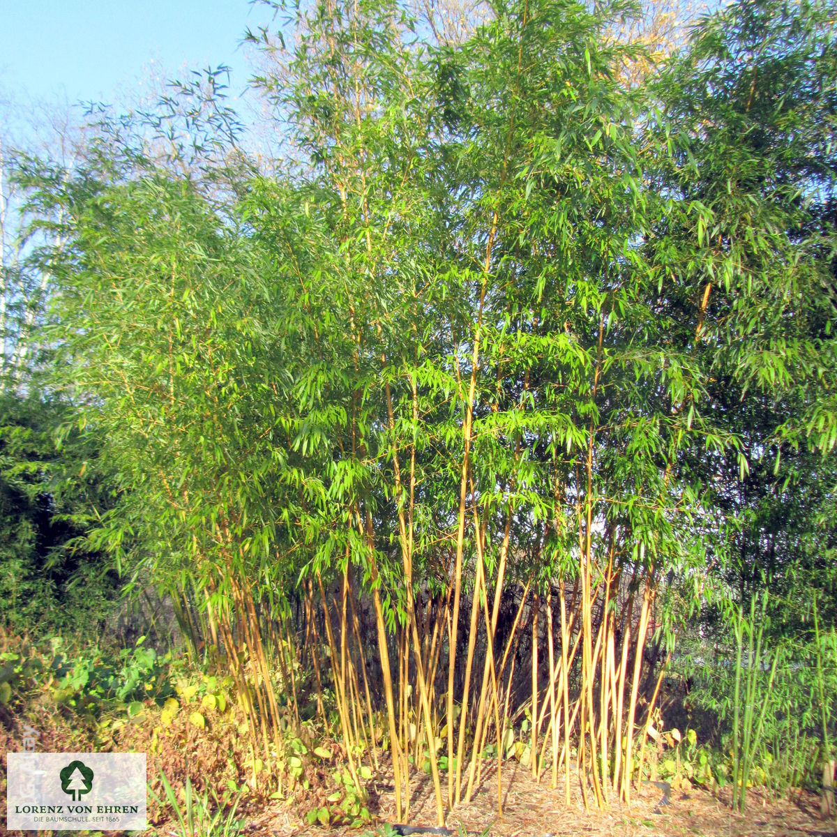 Phyllostachys vivax 'Aureocaulis'