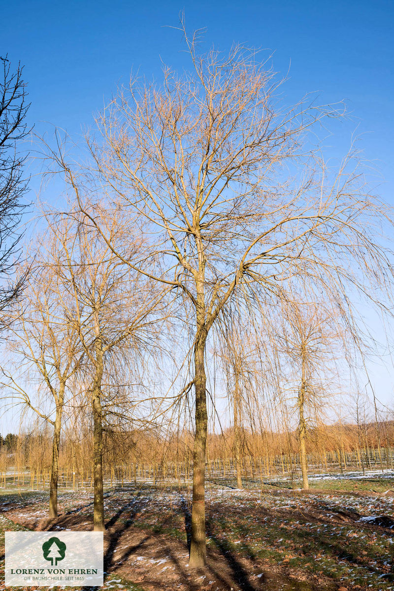 Salix alba 'Tristis'