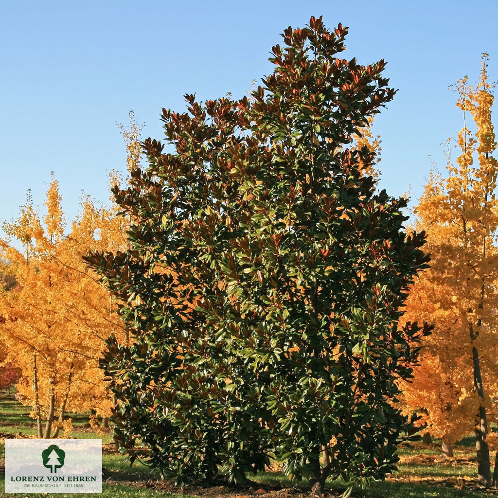 Magnolia grandiflora 'Blanchard'