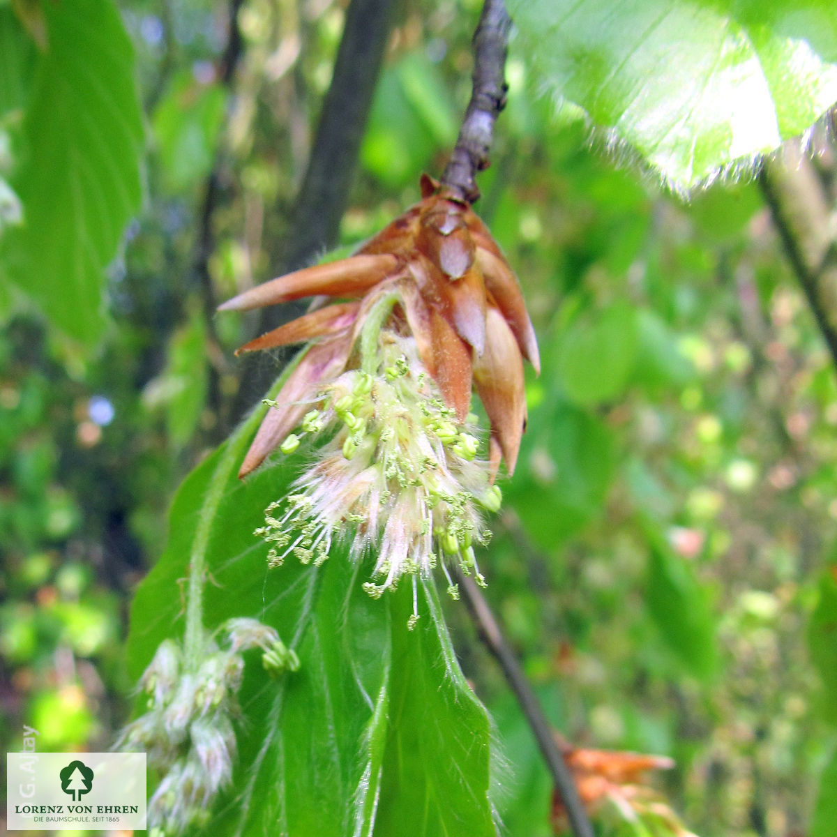 Fagus sylvatica 'Pendula'