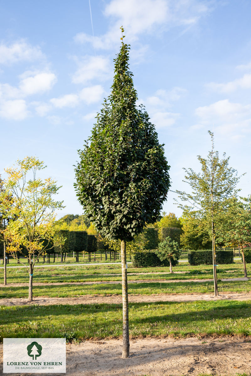 Carpinus betulus 'Lucas'