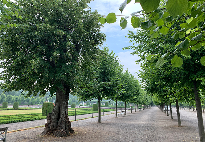 Ansicht des Barockgartens am Schloss Drottningholm in Schweden, umgeben von vierreihigen Kaiser-Linden.