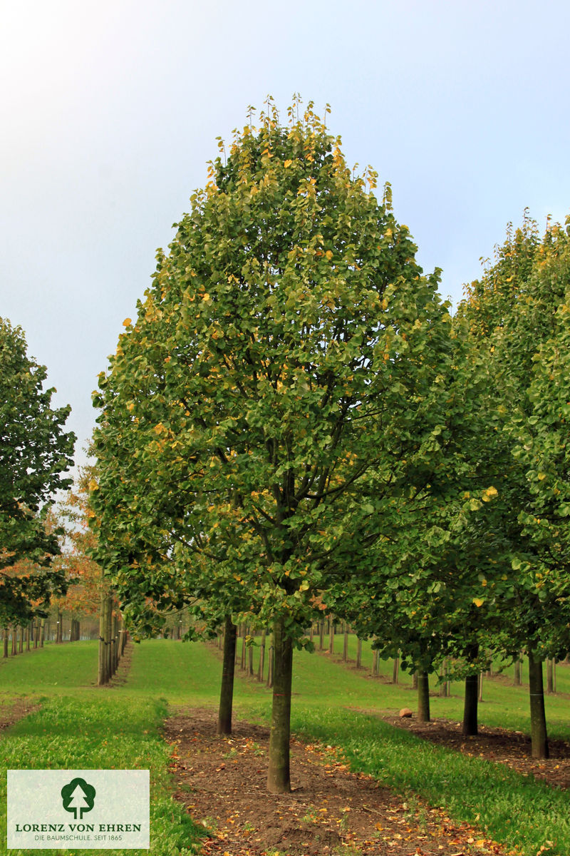 Tilia tomentosa 'Brabant'