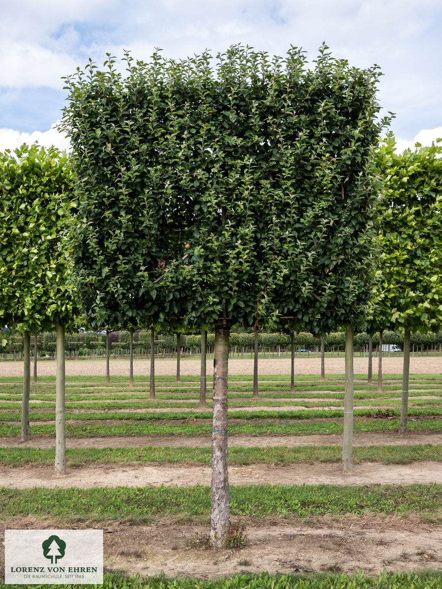 Malus domestica 'Rheinischer Bohnapfel'