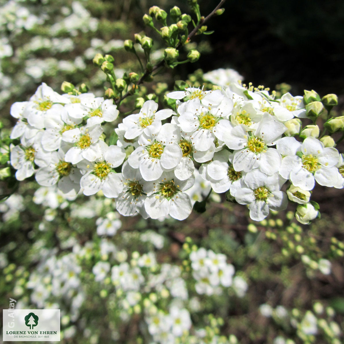 Spiraea arguta