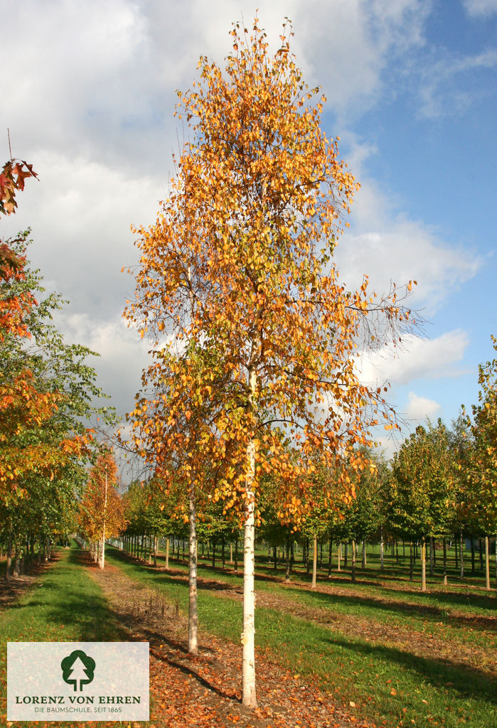 Betula ermanii