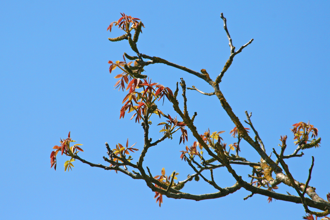 Neues Leben im Frühling: Juglans regia Laubaustrieb Tauchen Sie ein in die Schönheit des Frühlings mit dem juglans regia Laubaustrieb. Wie er die Jahreszeit des Erwachens in Ihrem Garten symbolisiert.