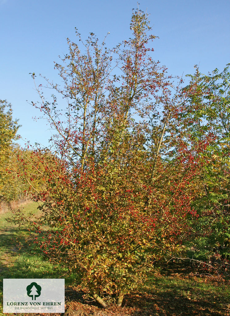 Crataegus monogyna