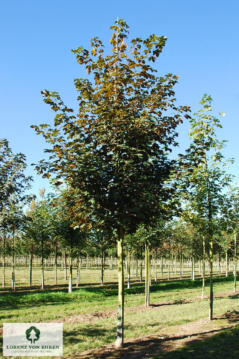 Acer pseudoplatanus 'Atropurpureum'