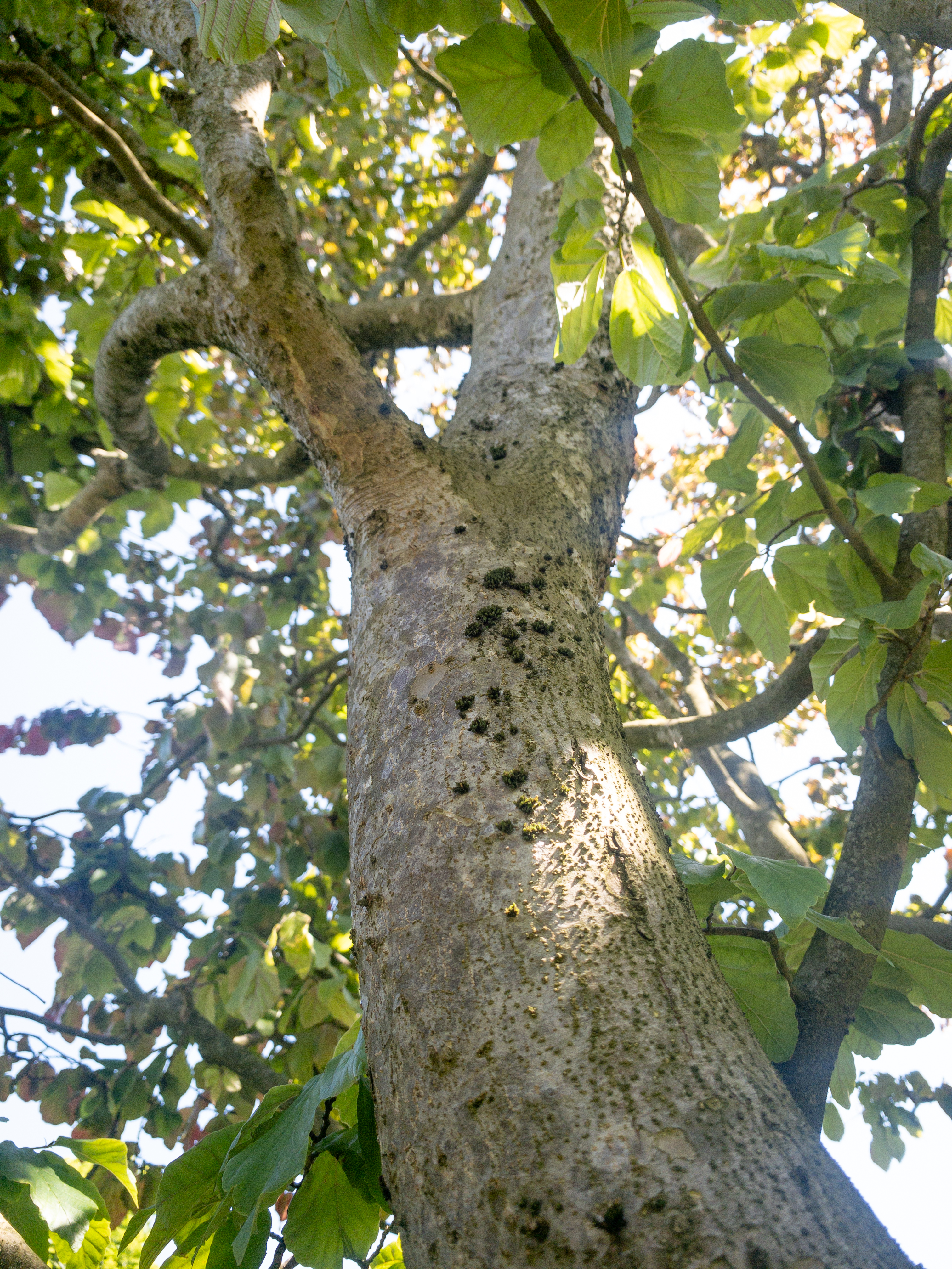Parrotia persica Unikat