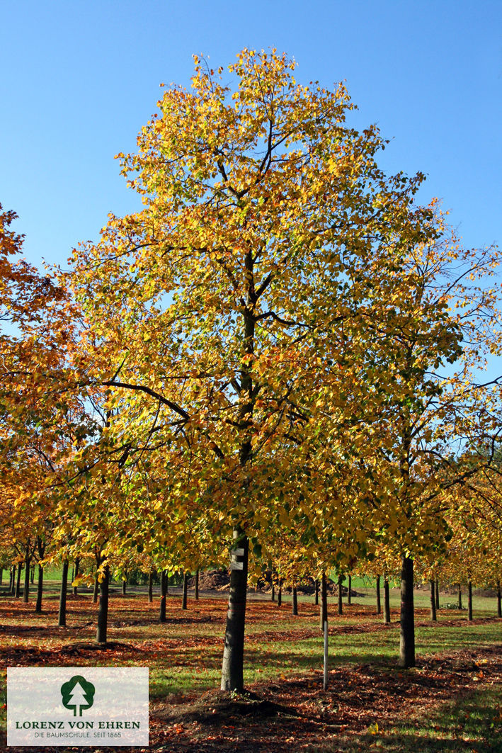 Tilia euchlora