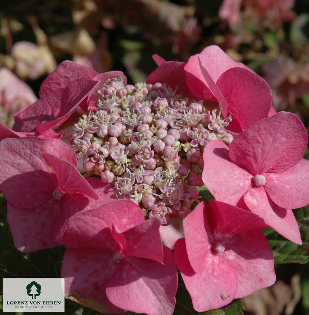 Hydrangea macrophylla 'Teller Red'