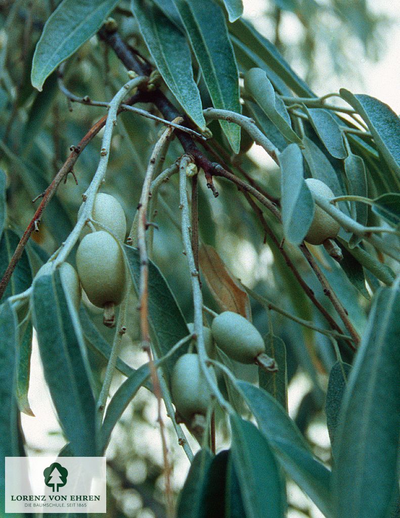 Elaeagnus angustifolia