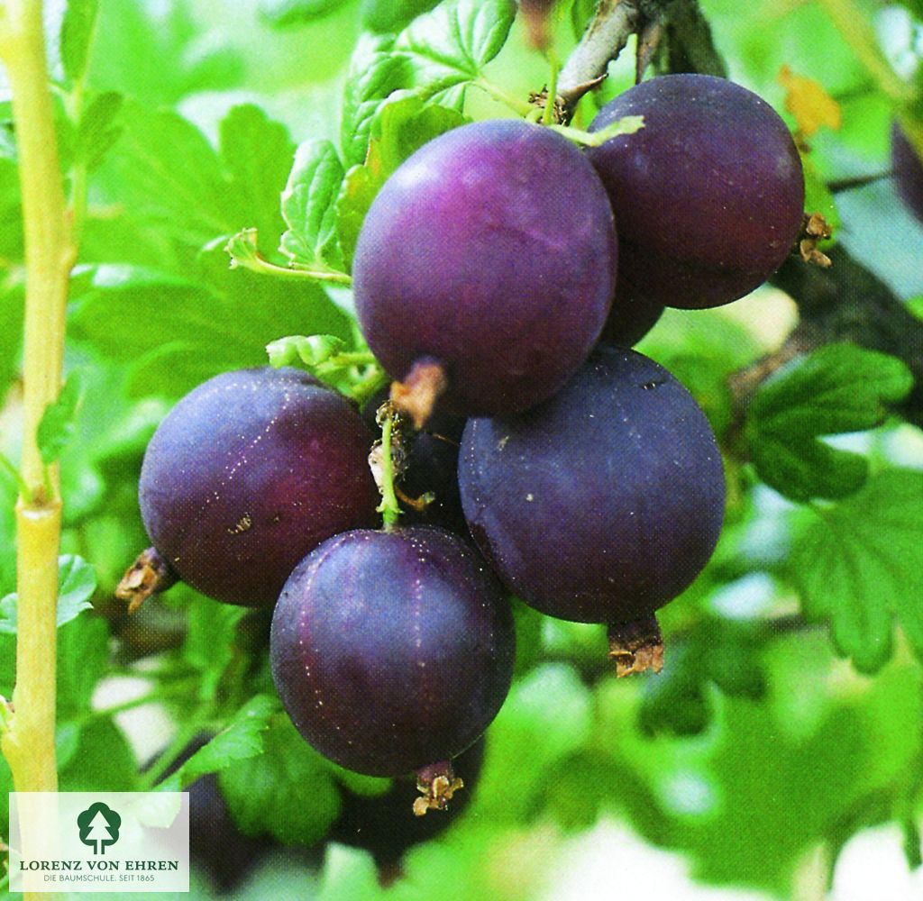 Ribes uva-crispa 'Remarka'