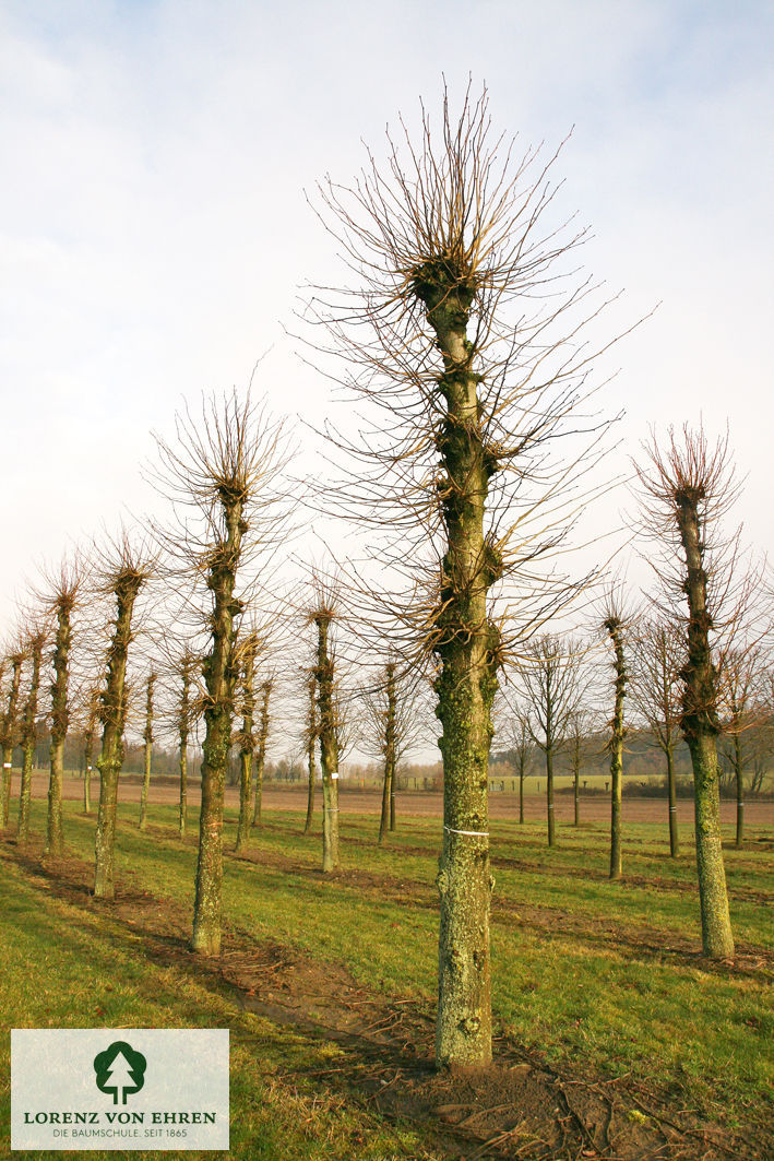 Tilia vulgaris