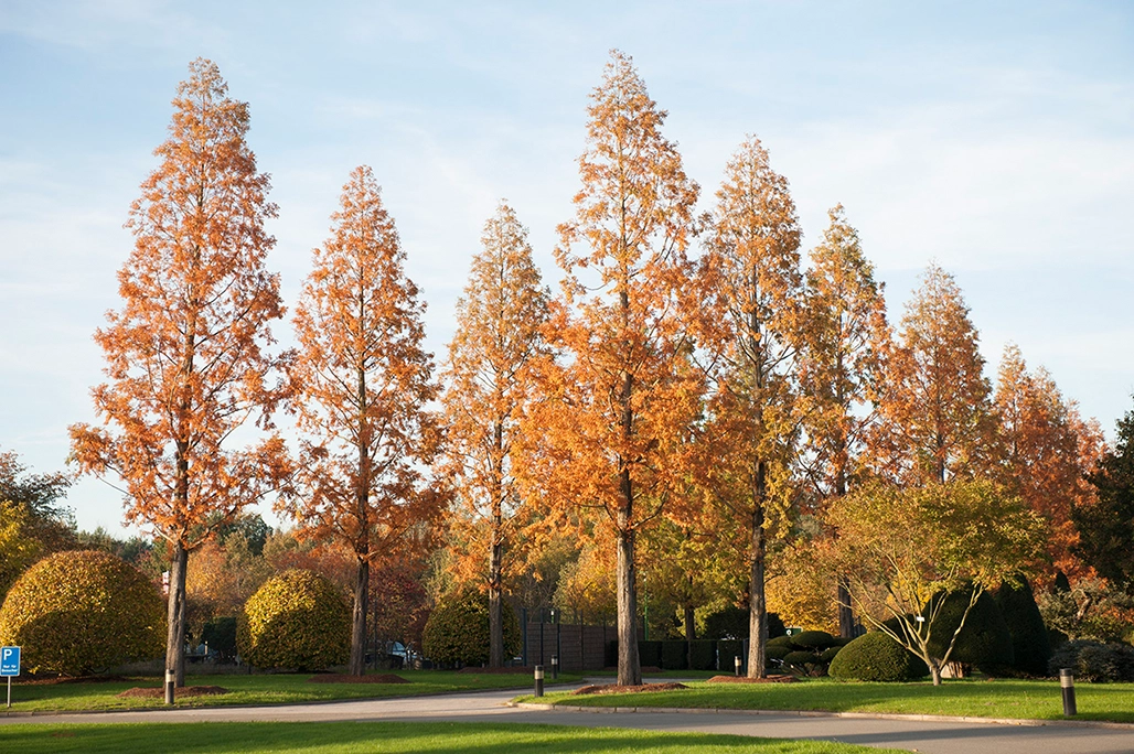 Projekt LvE Allee Mammutbäume Eine Allee herbstlich orange gefärbter Mammutbäume