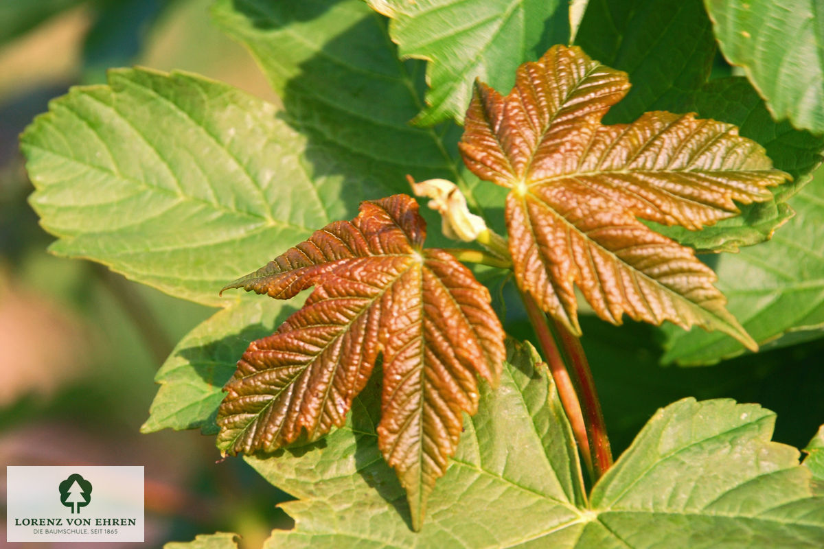 Acer pseudoplatanus