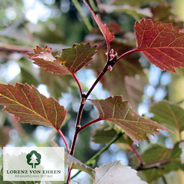 Betula pendula 'Purpurea'