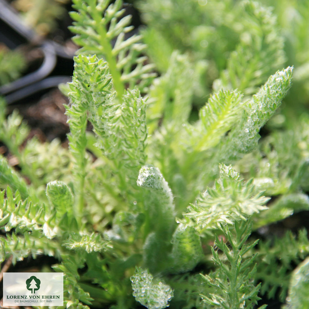 Achillea tomentosa 'Aurea'