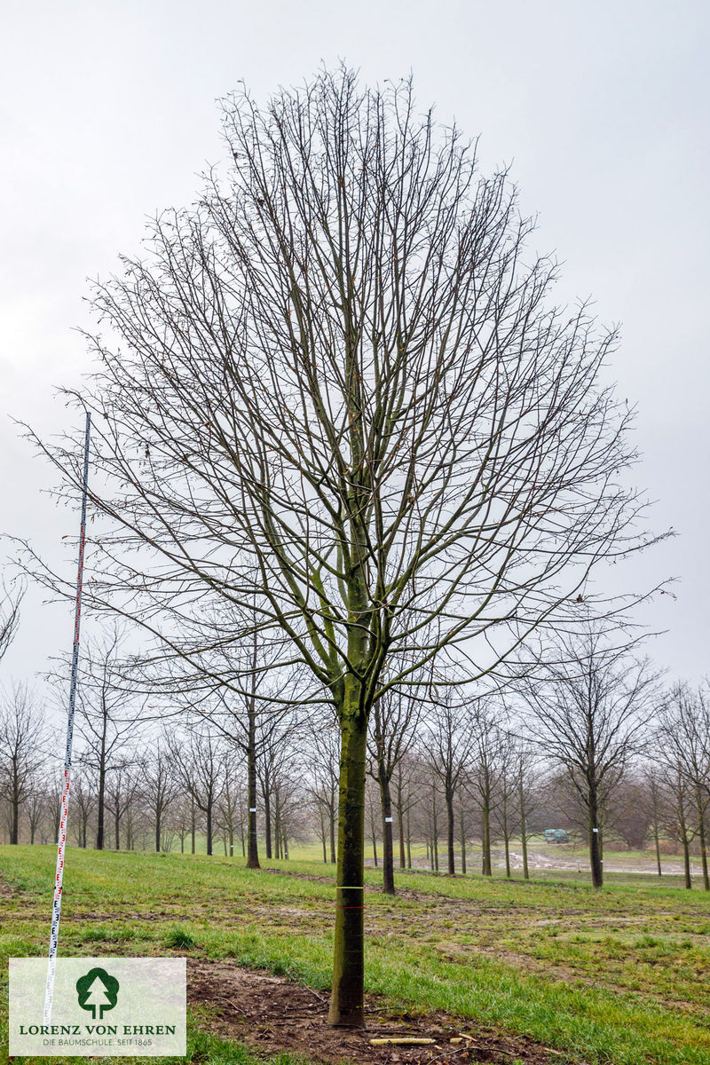 Tilia tomentosa 'Brabant'