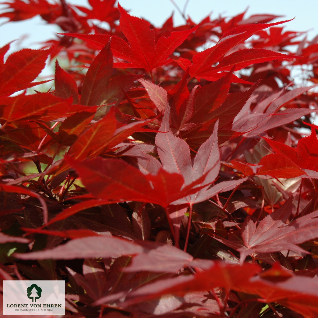 Acer palmatum 'Fireglow'