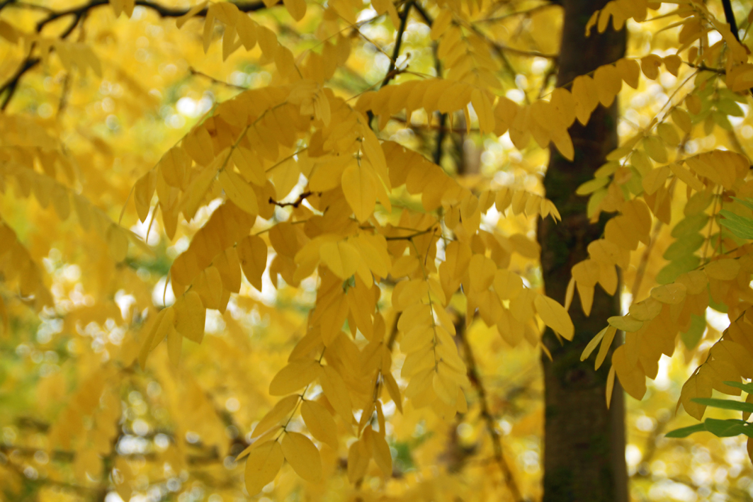 Styphnolobium japonicum 'Pendula' Unikat