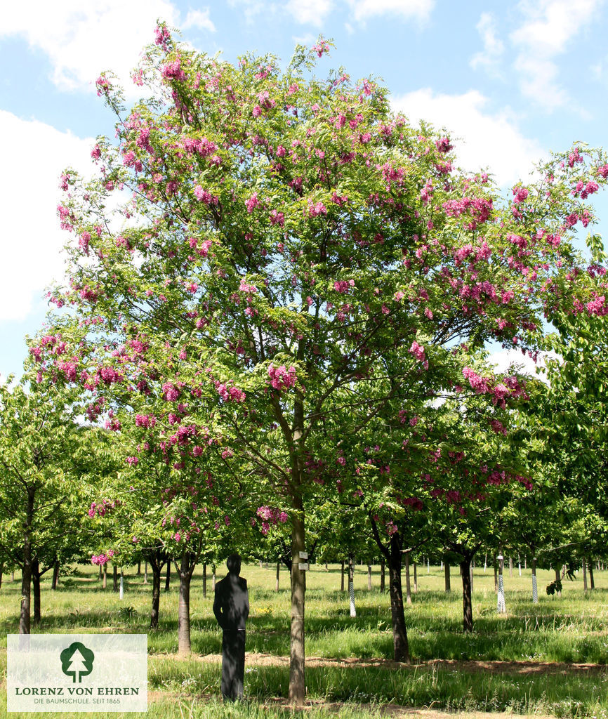 Robinia 'Casque Rouge