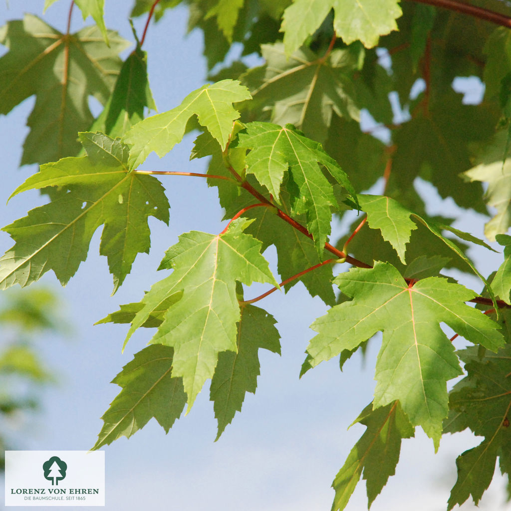 Acer freemanii 'Autumn Blaze'