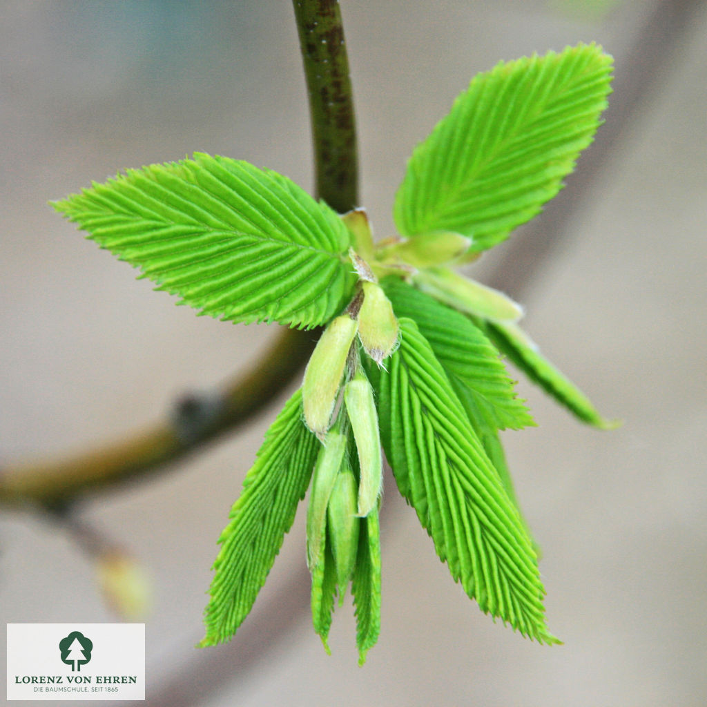 Carpinus betulus 'Frans Fontaine'