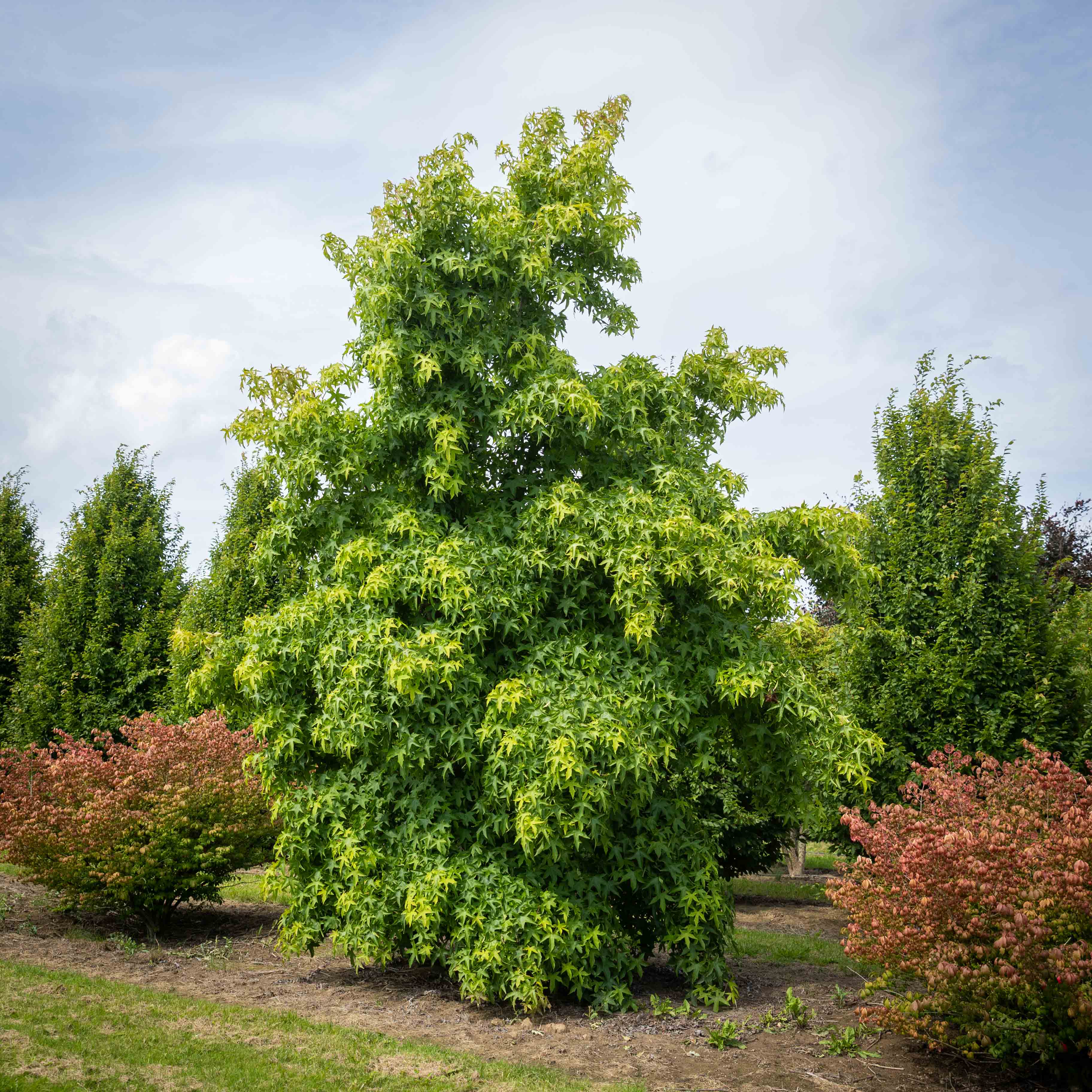 Hoher, dichtbelaubter Solitär mit hellgrünem Laub.
