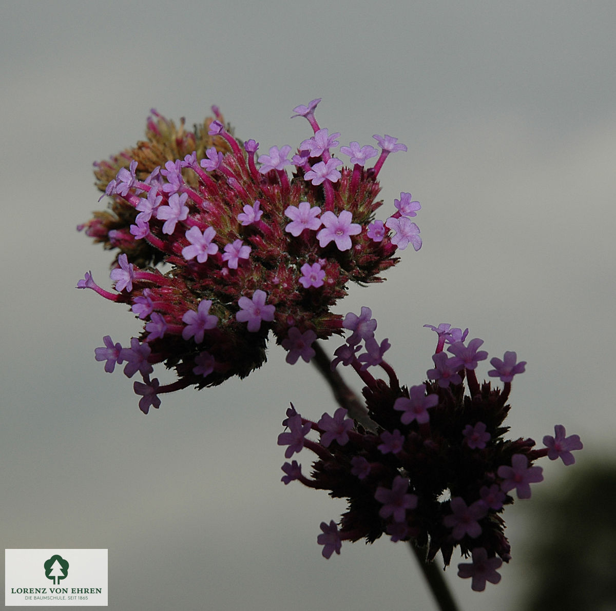 Verbena bonariensis 'Lollipop'