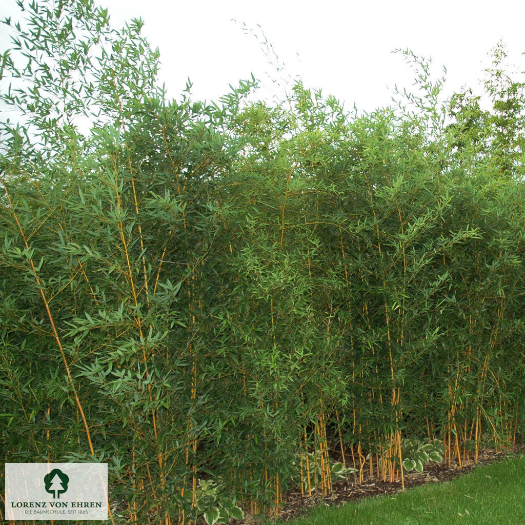 Phyllostachys vivax 'Aureocaulis'