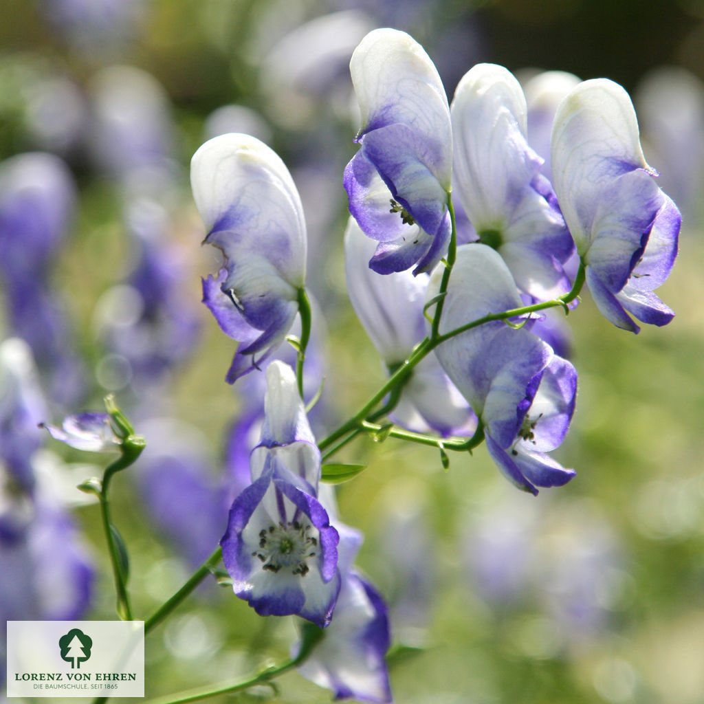 Aconitum cammarum 'Bicolor'