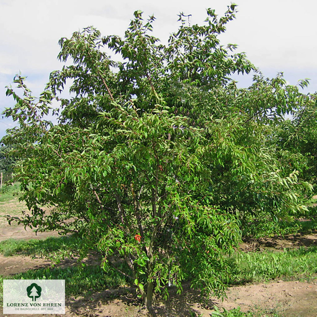 Prunus subhirtella 'Fukubana'