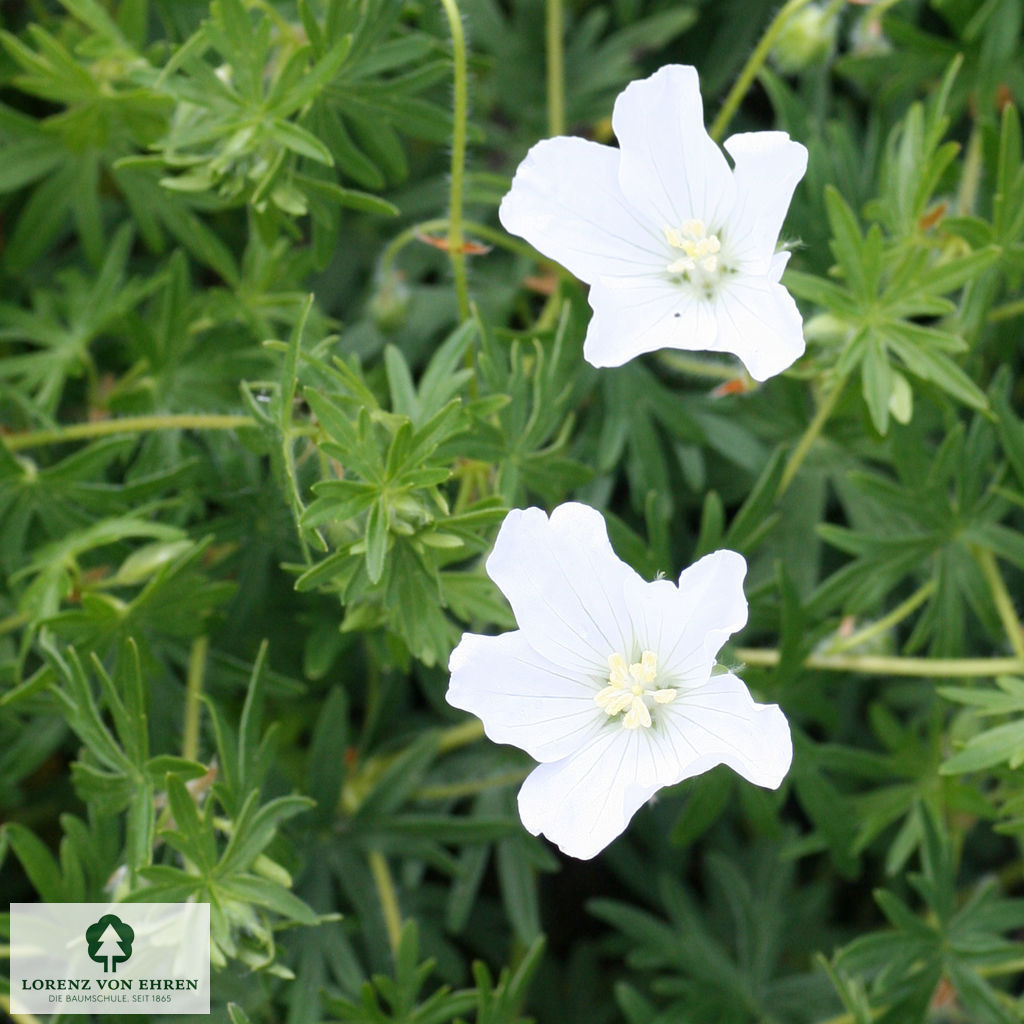 Geranium sanguineum 'Album'