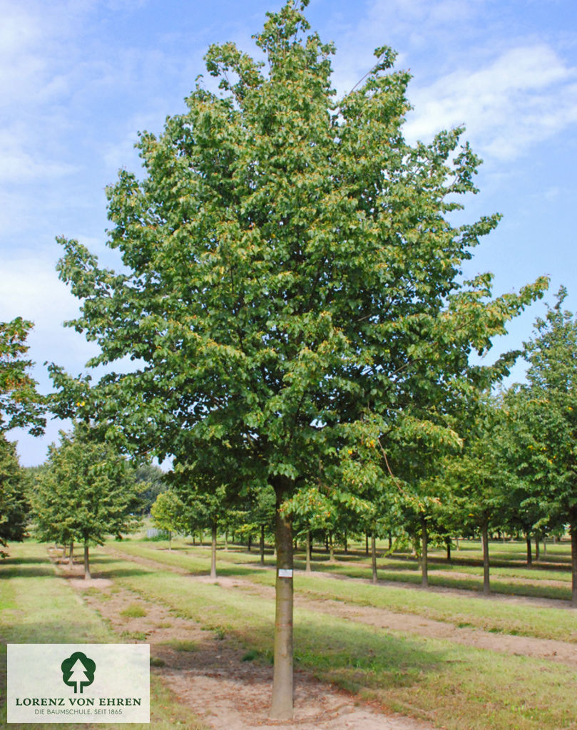 Tilia cordata 'Roelvo'