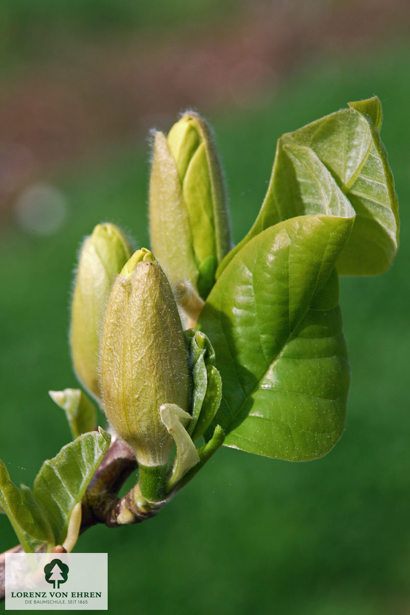 Magnolia 'Yellow Bird'