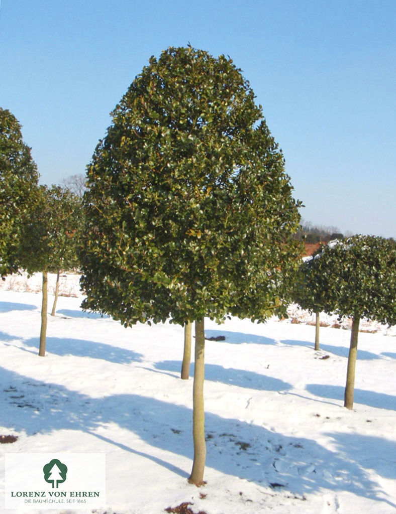 Ilex meserveae 'Blue Prince'