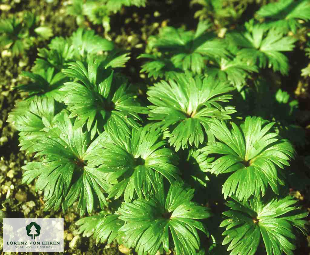 Aconitum napellus