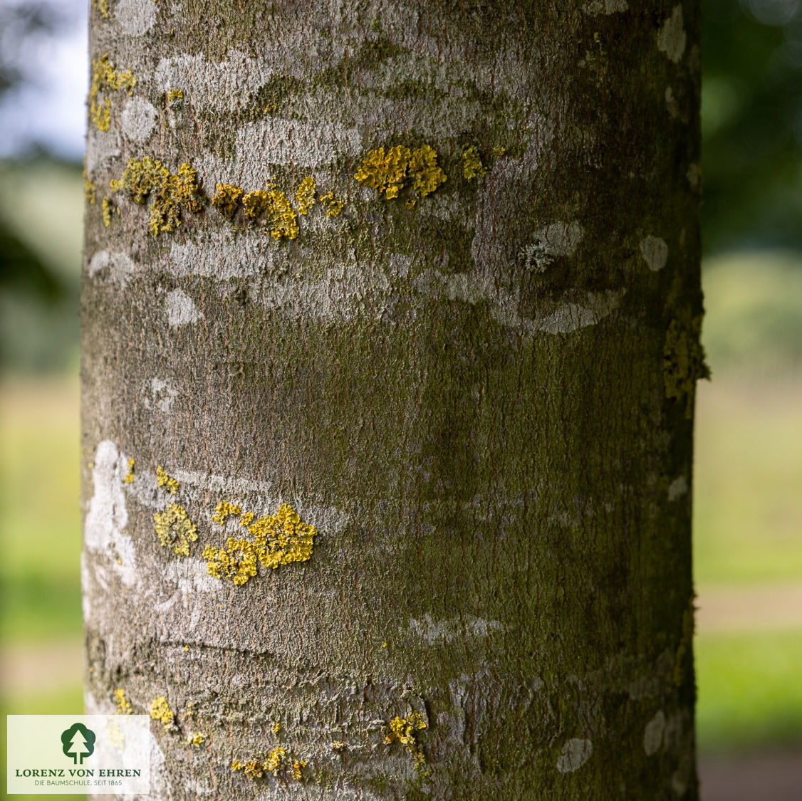 Acer pseudoplatanus 'Rotterdam'