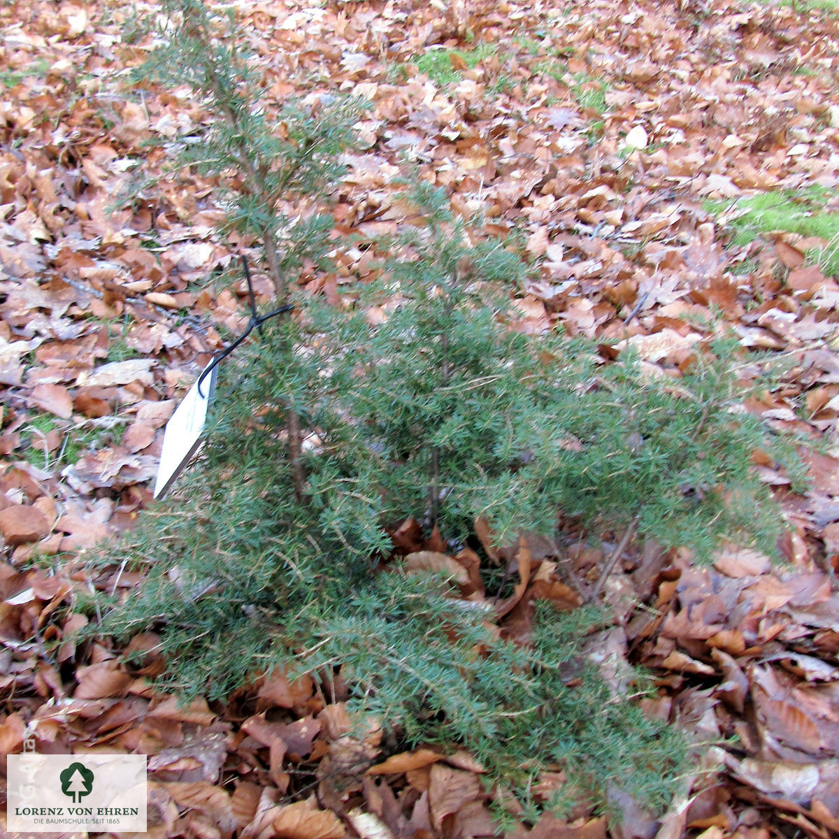 Tsuga mertensiana 'Glauca'