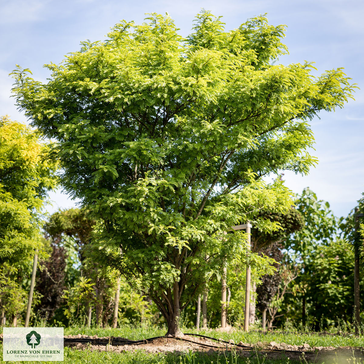 Gleditsia triacanthos 'Elegantissima'