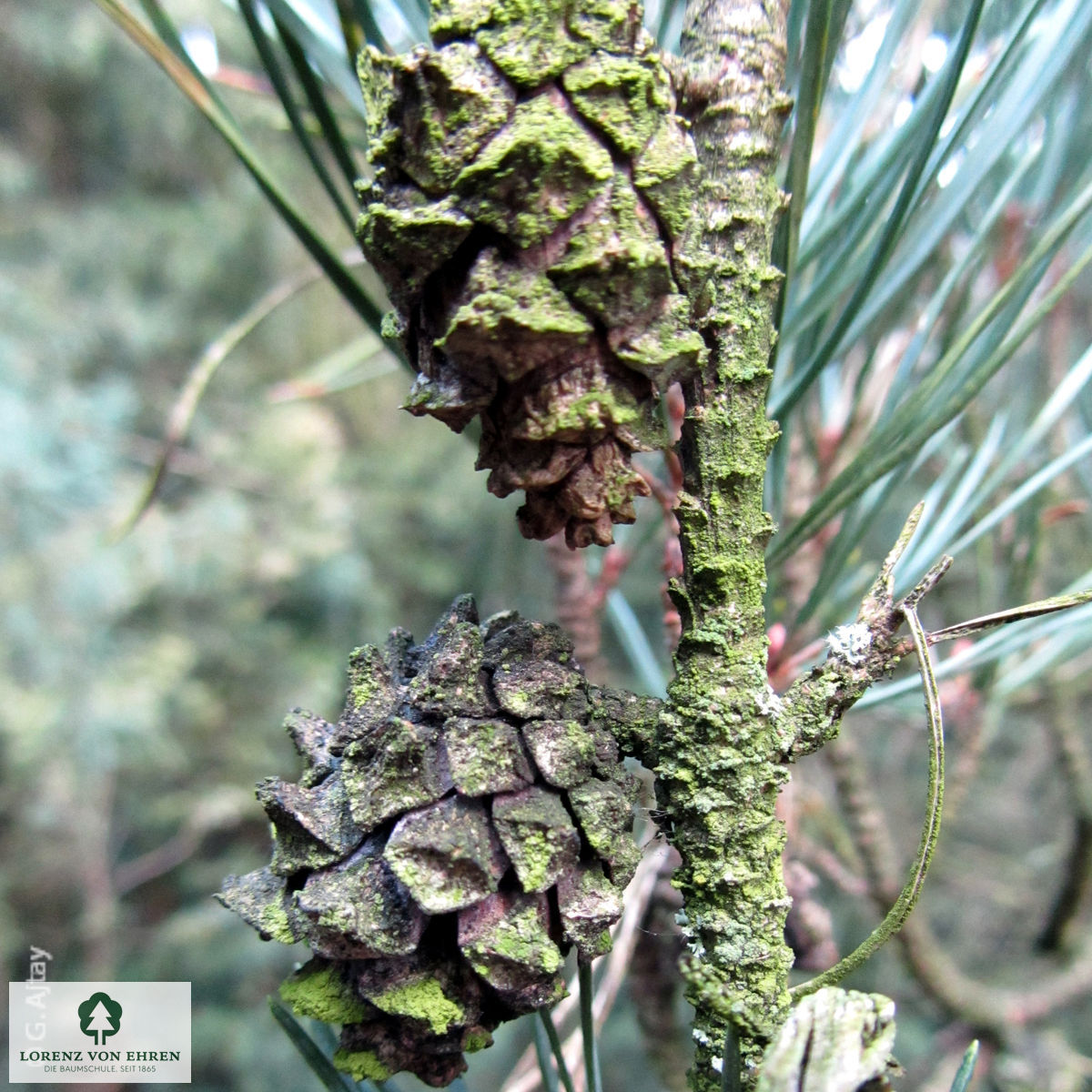 Pinus sylvestris 'Fastigiata'