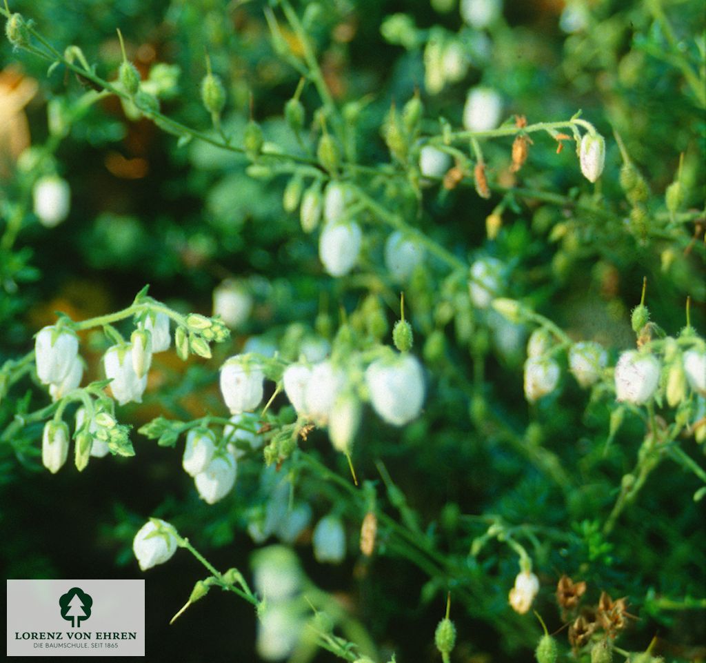 Daboecia cantabrica 'Creeping White'