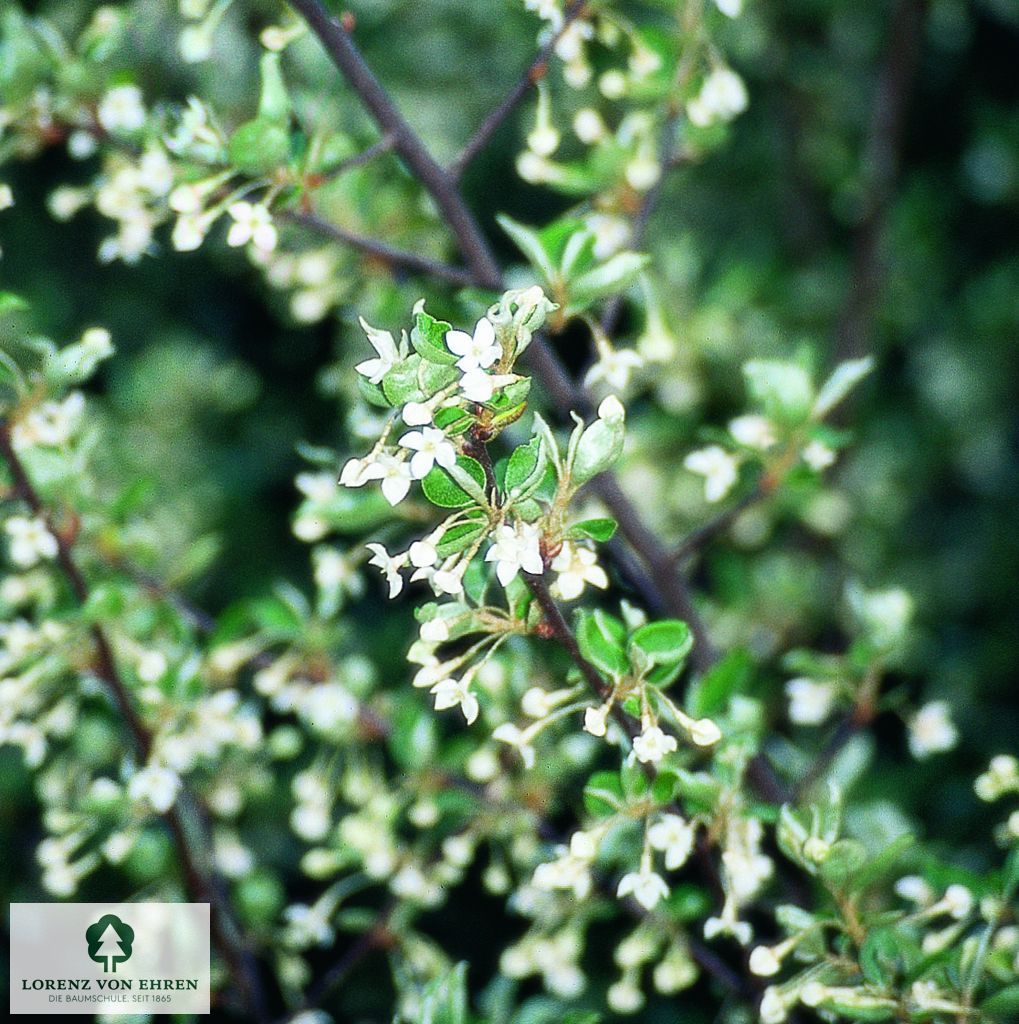 Image of Elaeagnus multiflora flower