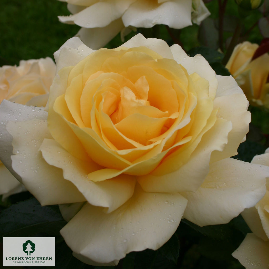Rosa 'Winter Sun'