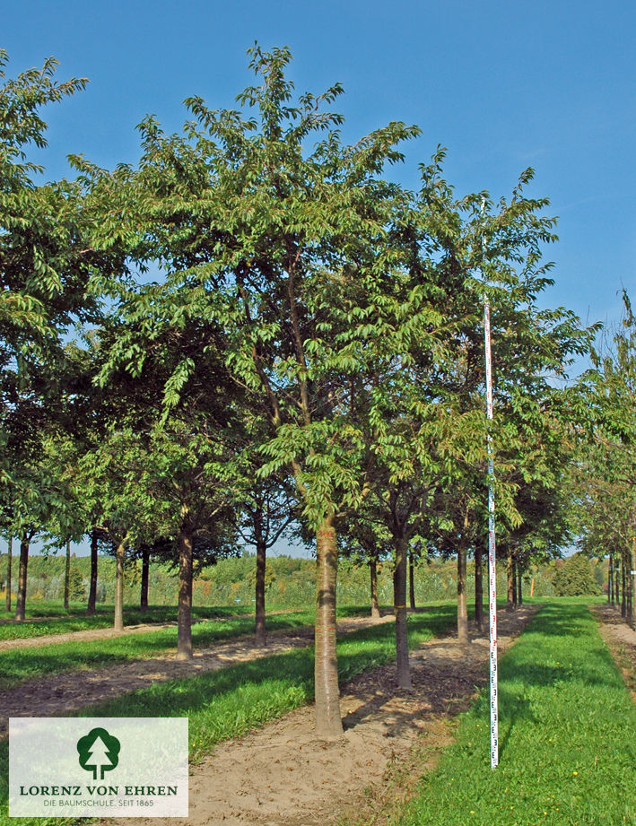 Prunus subhirtella 'Autumnalis'